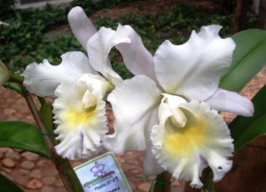 Blc. Orange x Blc. Forth-grade x Lc. Amber Glow (Michele Canário)
