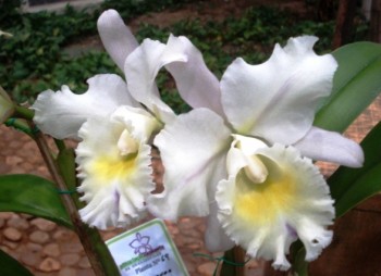Orquídea Blc. Orange x Blc. Forth-grade x Lc. Amber Glow