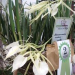 Brassavola nodosa (Esmeralda Galvão)