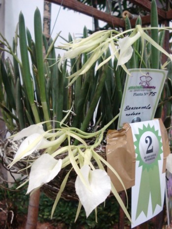 Orquídea Brassavola nodosa