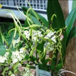 Brassia arcuigera (Italo Gurgel)