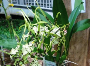 Brassia arcuigera (Italo Gurgel)