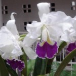 Cattleya gigas semialba (Michele Canário)
