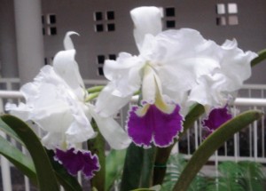 Cattleya gigas semialba (Michele Canário)
