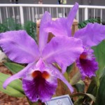 Cattleya labiata (Diva Diniz)