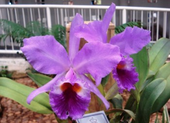 Orquídea Cattleya labiata