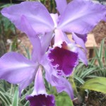 Cattleya labiata (Waldir Leite)