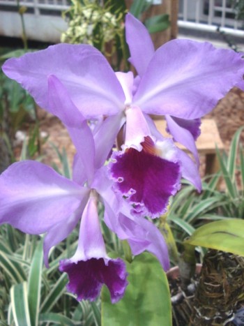 Orquídea Cattleya labiata