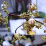 Cyrtopodium holstii (Arilo Veras)