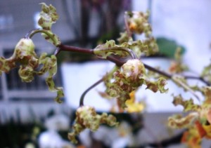 Cyrtopodium holstii (Arilo Veras)