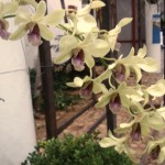Dendrobium Tong Chai (Diva Diniz)