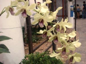 Dendrobium Tong Chai (Diva Diniz)