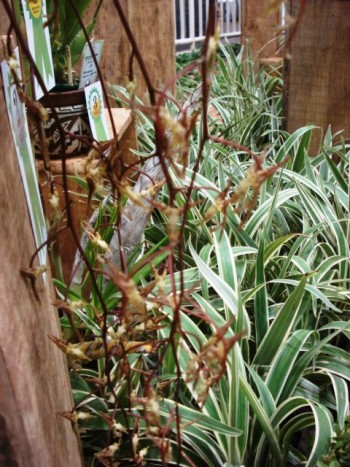 Orquídea Gongora quinquenervis