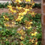 Oncidium barbatum (Vera Coelho)