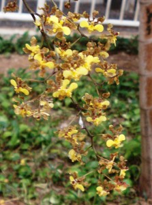 Oncidium barbatum (Vera Coelho)