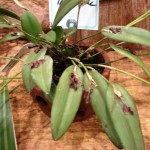 Pleurothallis limae (Michele Canário)