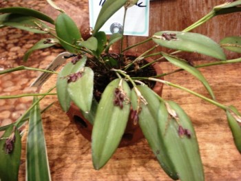Orquídea Pleurothallis limae