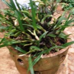 Scaphyglottis prolifera (Italo Gurgel)