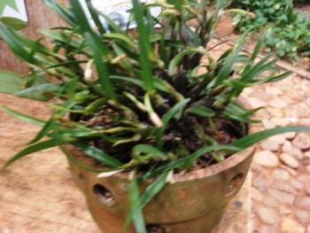 Orquídea Scaphyglottis prolifera