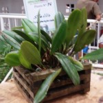 Stelis viridipurpurea (Selene Garcia)