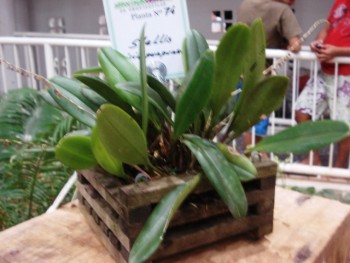 Orquídea Stelis viridipurpurea