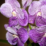 Vanda Kultana Blue (Vera Coelho)