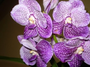 Vanda Kultana Blue (Vera Coelho)