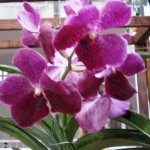 Vanda Lumpini Red (Italo Gurgel)