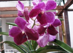 Vanda Lumpini Red (Italo Gurgel)