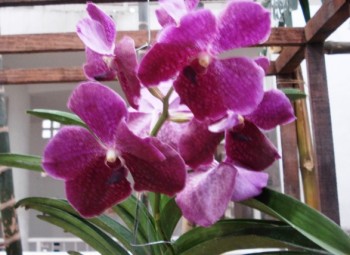 Orquídea Vanda Lumpini Red