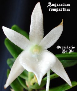 De repente, entre as Cattleya do Doutor, surge a brancura de um Angraecum.