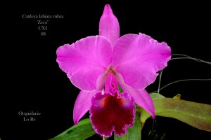 Cattleya labiata rubra. Mas bem que poderia ser chamada de incandescente.