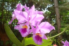 Cattleya labiata ao sol