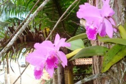 Cattleya labiata no tronco de pinheiro