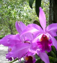 Cattleya labiata Lindl.