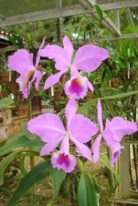 Cattleya labiata no orquidário