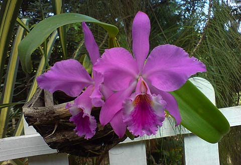 Cattleya labiata