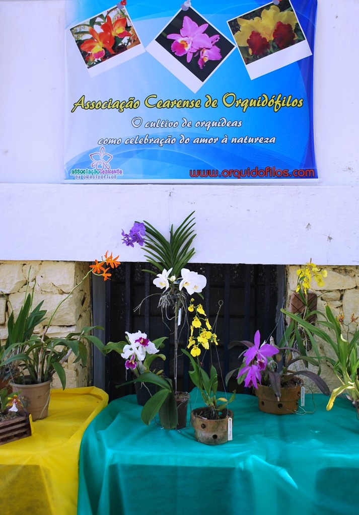 Arranjo de orquídeas na Casa de José de Alencar