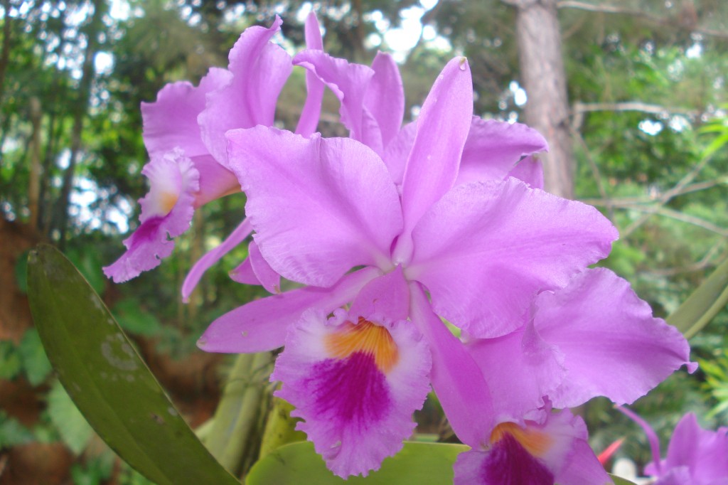 Cattleya labiata