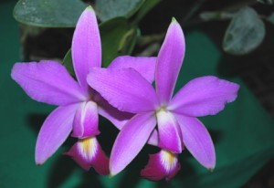 ExpoManaus - Cattleya violacea