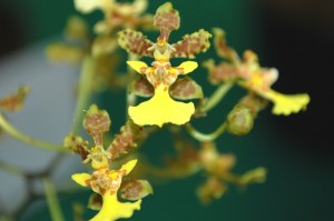 ExpoManaus - Oncidium