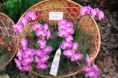 Arranjo de Phalaenopsis