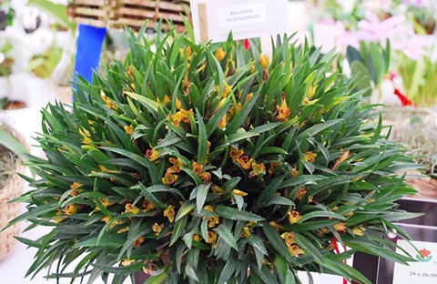 Maxillaria