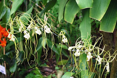 Brassia