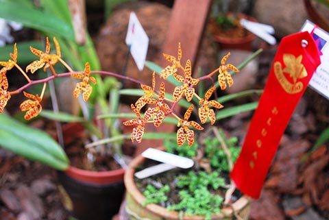 Renanthera Monachia