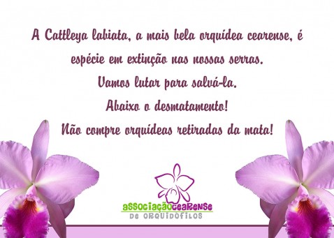 Salvem a Cattleya labiata