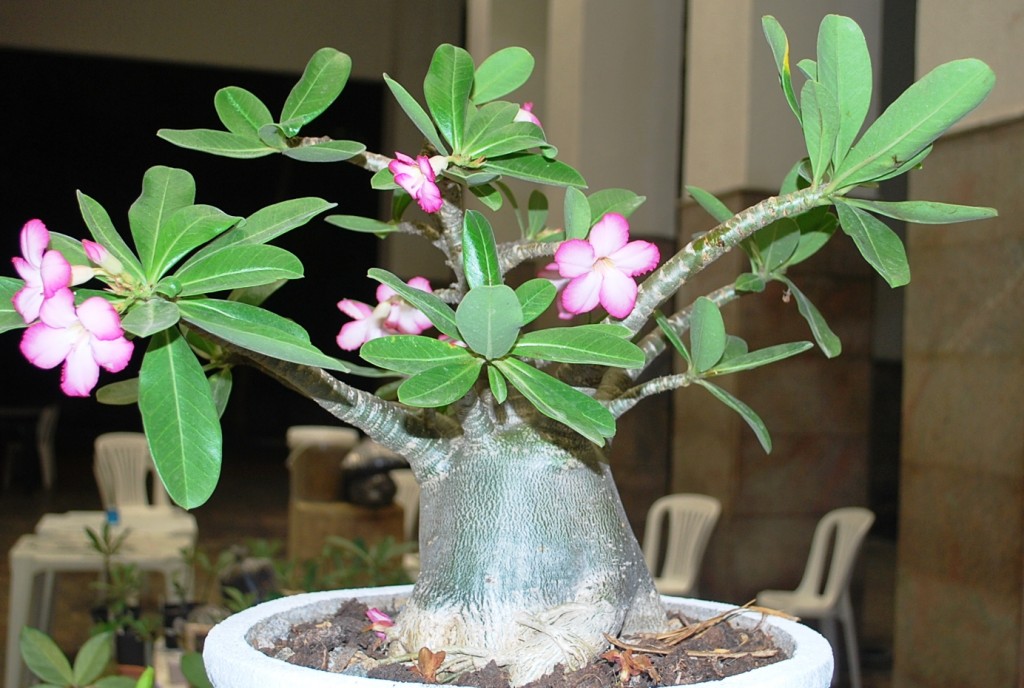 Adenium