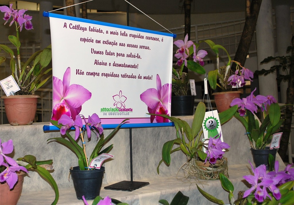 Banner Cattleya labiata