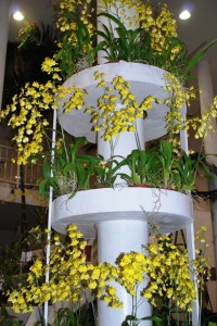 Torre de Oncidium