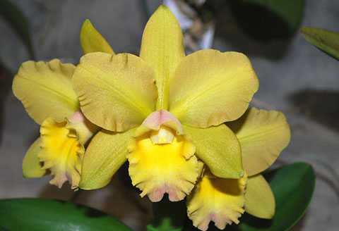 Blc. Waikiki Gold Lea